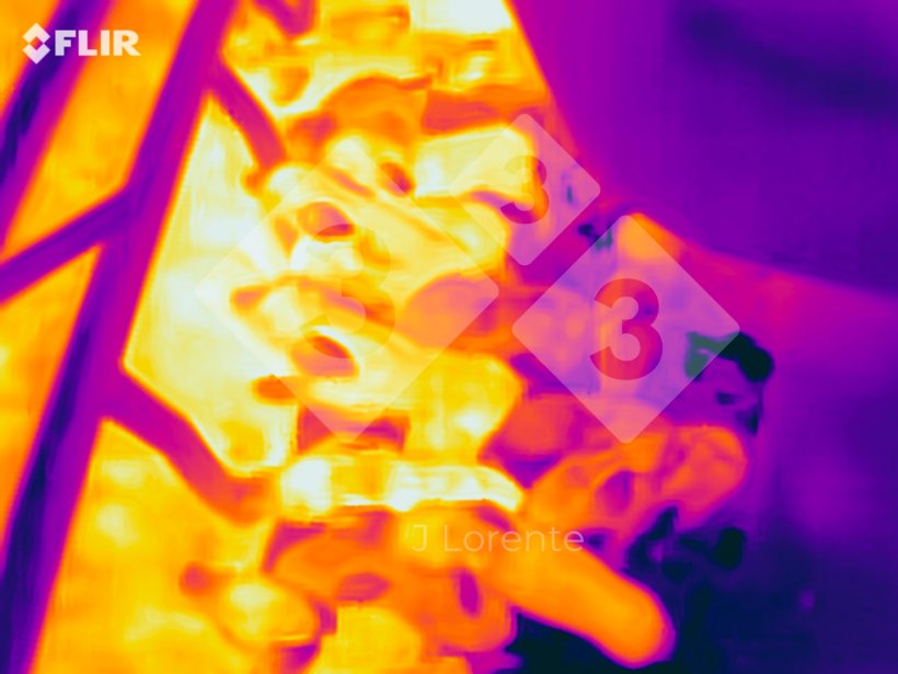 Figure&nbsp;2. Thermal differences in neonatal&nbsp;piglets.
